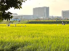 -光明小镇欢乐田园