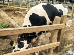 -神户市立六甲山牧场