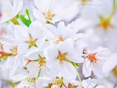 -洪家楼教堂