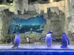 -华夏文旅海洋公园