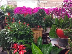 -秦美花卉(天朗·莱茵小城2期店)