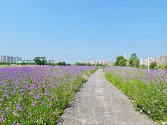 -洋湖国家湿地公园
