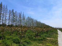 -上海长兴岛郊野公园