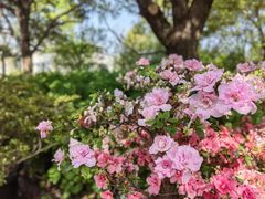 -上海滨江森林公园