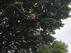 -福田红树林生态公园