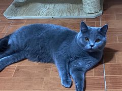 -爱侣宠医·鹦鹉专科·小型哺乳类·异宠专科(灵石路店)