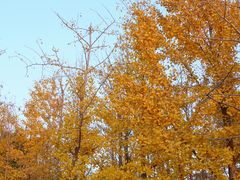 -长白岛森林公园