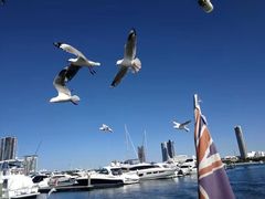 -黄金海岸