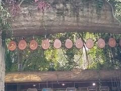 -西双版纳原始森林公园