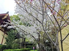 -庐山风景名胜区-东林大佛
