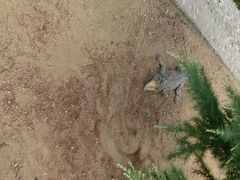 android_upload_pic-石家庄市动物园