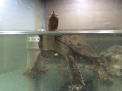 iphone_upload_pic-上海大自然野生昆虫馆