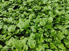 -黑龙江省森林植物园