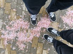 -羊山湖公园