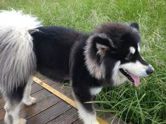 -王顺山国家森林公园
