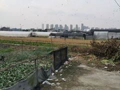 -青浦采草莓天天草莓园