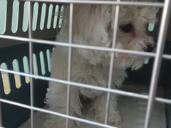 -全心全意连锁动物医院(加州店)