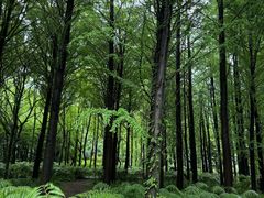 -上海共青森林公园