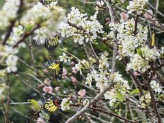 -广州市白云山风景名胜区