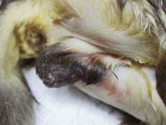 -美联众合动物医院(·中兽医·疑难杂症·严家桥分院)