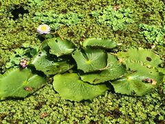 -云溪植物园
