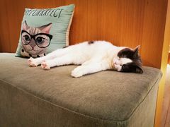 -CAT’S MEWSTAR CAFE·喵星球猫屋(晴湾咖啡店)