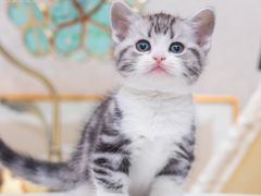 -小猫来了·猫舍(红山六九七九店)