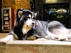 -more than meow吴止猫主题餐厅(承德 中船汇店)