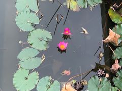 -厦门园林博览苑