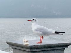-海埂大坝
