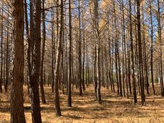 -塞罕坝国家级自然保护区