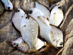 -尼甘布海鲜市场