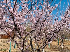 -永定河休闲森林公园