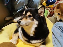 -逗柴咖啡屋·狗咖猫咖宠物桌游
