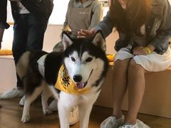 -Husky Go! 哈士奇体验馆·宠物咖啡厅狗咖