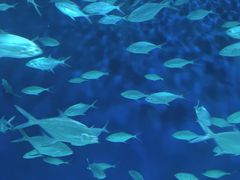 -上海海洋水族馆