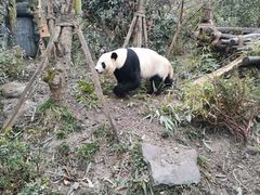 -都江堰中华大熊猫苑