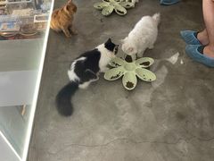 -more than meow吴止猫主题餐厅(承德 中船汇店)