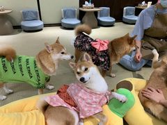 -逗柴咖啡屋·狗咖猫咖宠物桌游