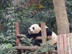 -成都大熊猫繁育研究基地