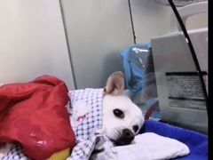 -佑安动物医院·全科·内窥镜中心(幸福巷店)