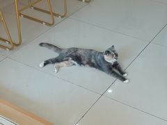 -鼓捣猫呢主题猫咖店