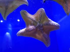 -青岛海底世界-水族馆