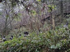 -娄山关景区