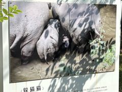-野象谷景区