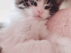 -70cat德文卷毛猫·缅因猫纯种猫舍