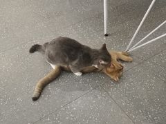 -共舞时光猫咖·狗咖(新街口店)