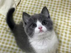-猫十亿·布偶金渐层·曼基康矮脚猫舍(青年路店)