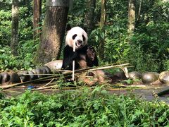 -中国大熊猫保护研究中心雅安碧峰峡基地