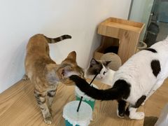 -有喵·猫咖·狗咖·30几只猫10只小狗(岗厦店)